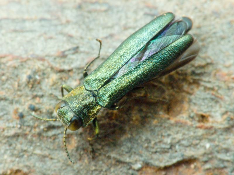 Agrilus angustulus angustulus (Illiger, 1803)